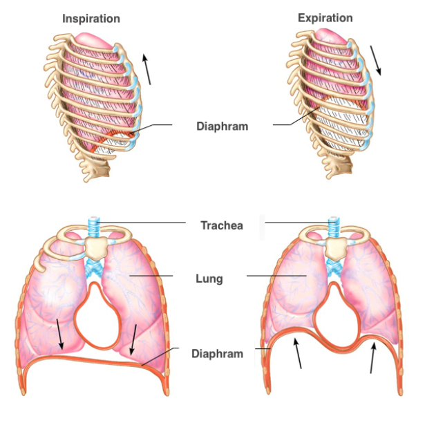 1.1.5 The Respiratory system - TU Delft OCW